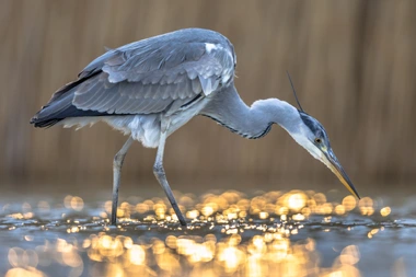 D’excellentes occasions d’observer les oiseaux