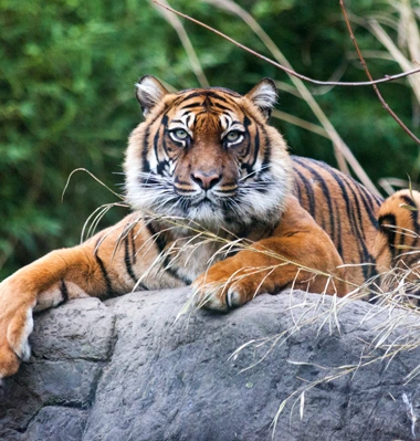 Le Tigre de Malaisie