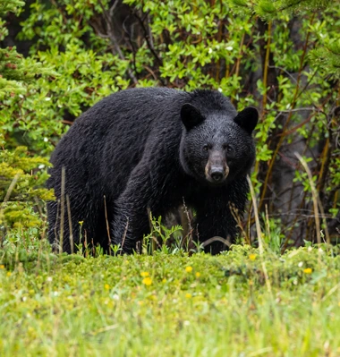 Ours noir d’Amérique