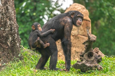 Randonnée à la découverte des chimpanzés